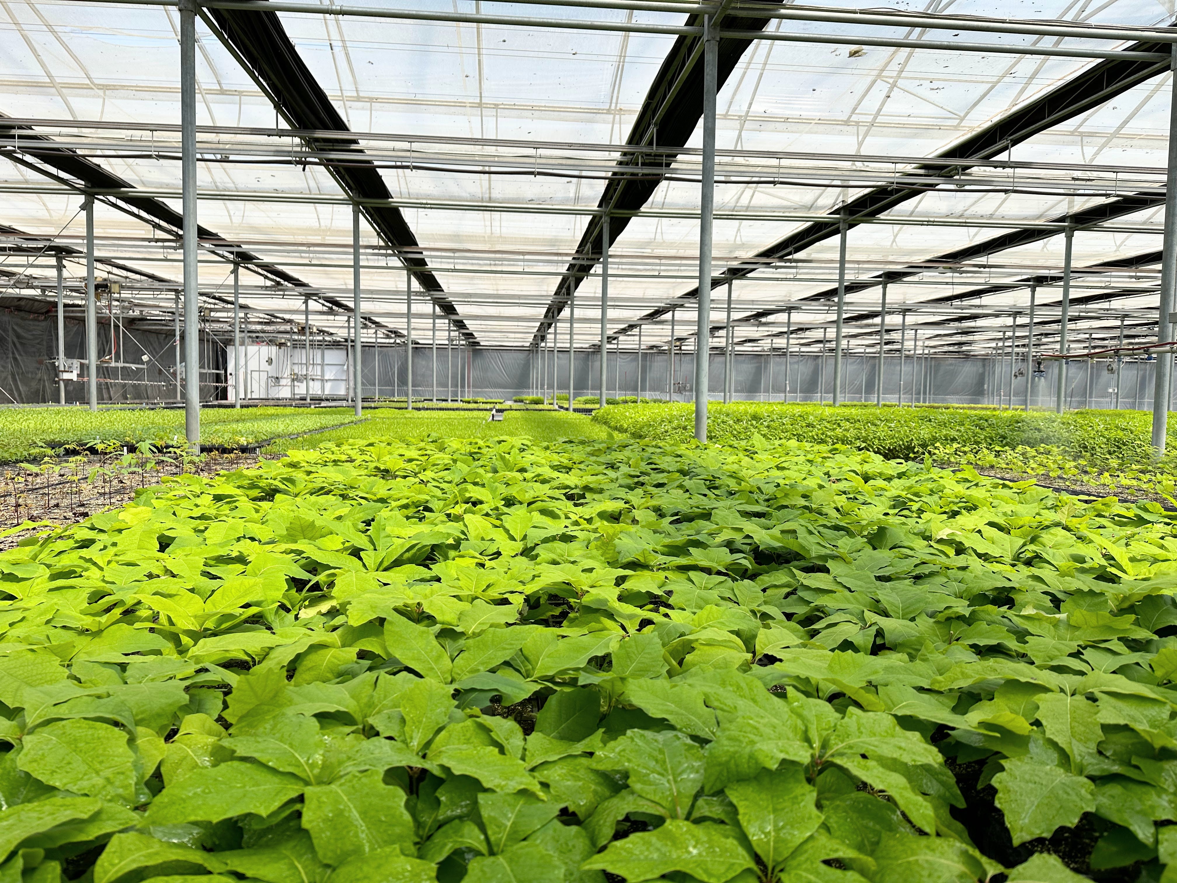 stwilliamsnursery.com