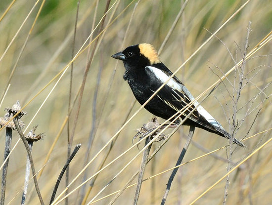 Ontario native seed mixes – St. Williams Ecology Centre