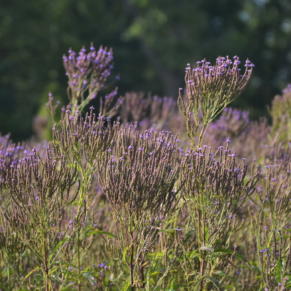 Blue Vervain field crops