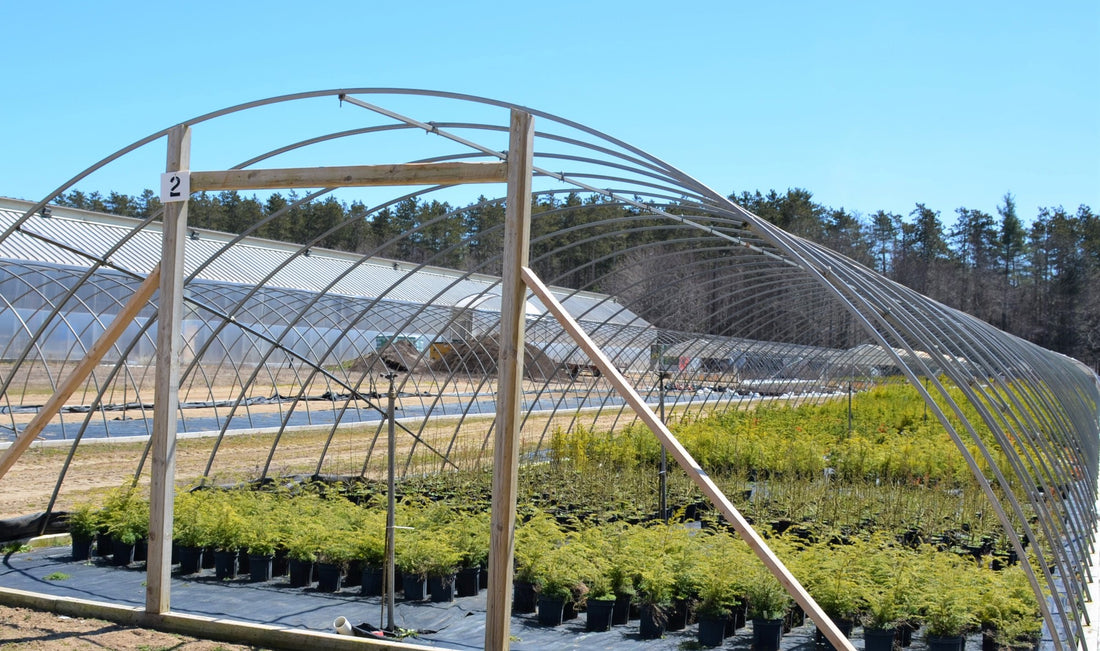 Ontario native seed mixes – St. Williams Ecology Centre