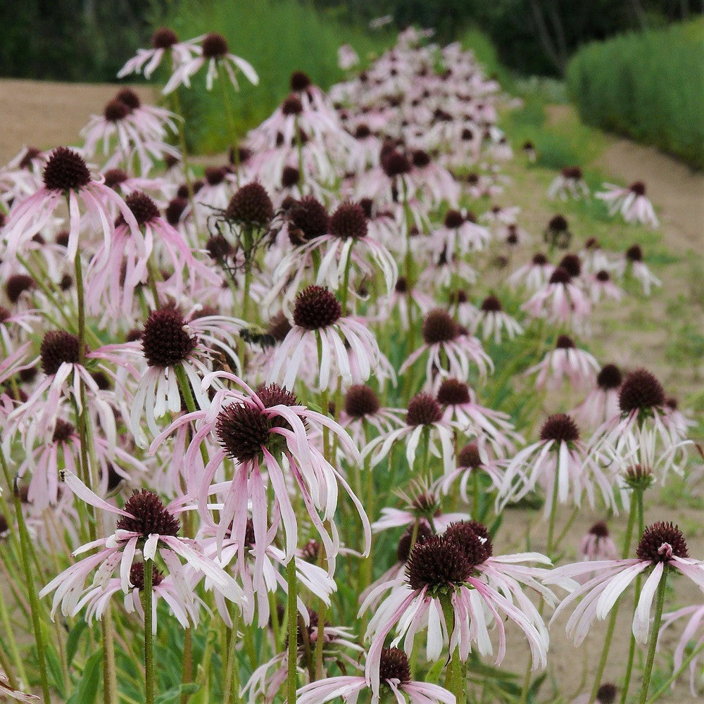 Field rows of Pale Purple Coneflower