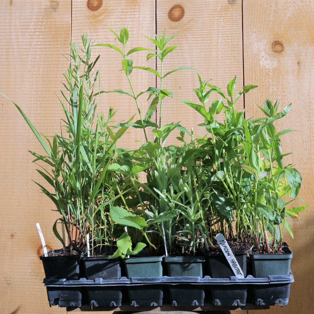 Ontario native seed mixes – St. Williams Ecology Centre