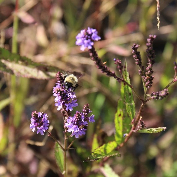 Bee on Blue Vervain