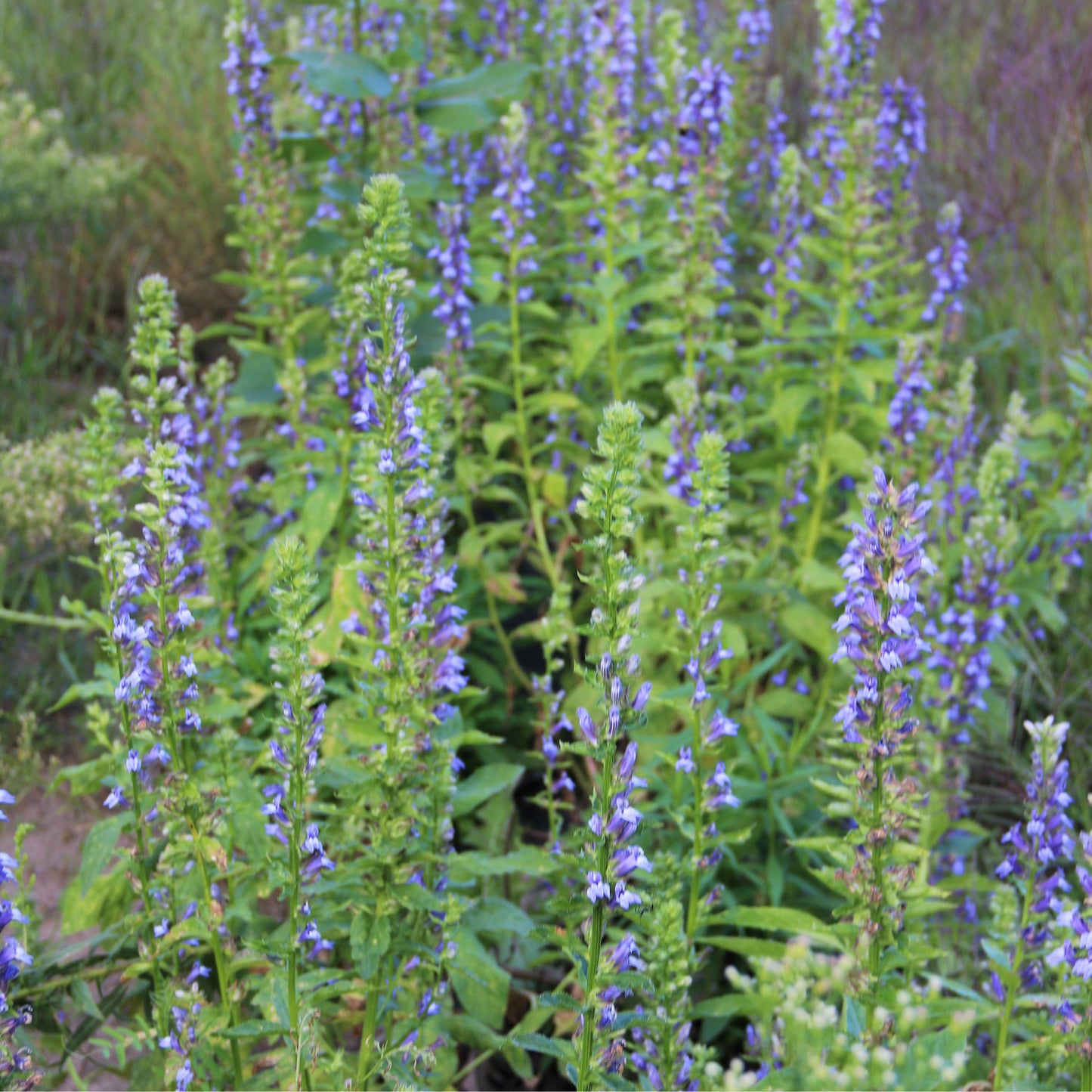 Patch of blue lobelia