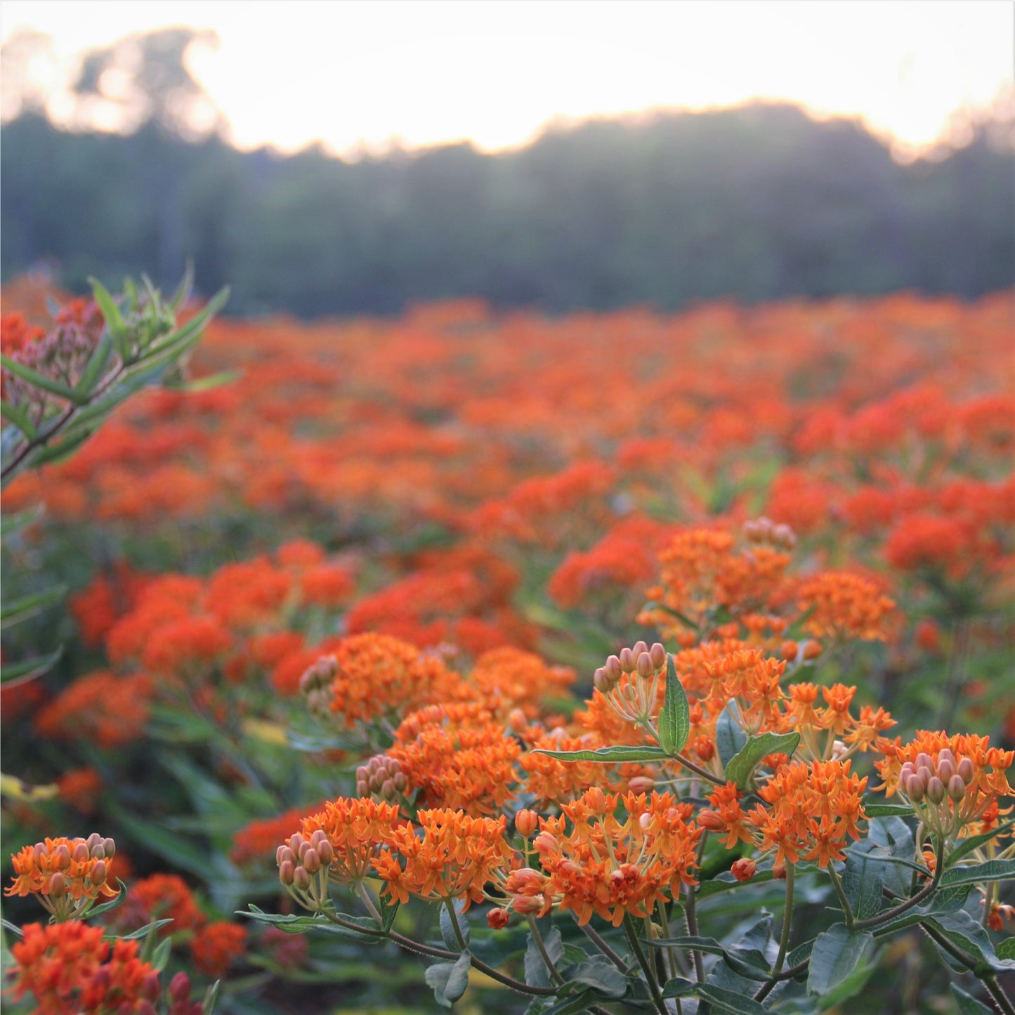 Butterflyweed field crop
