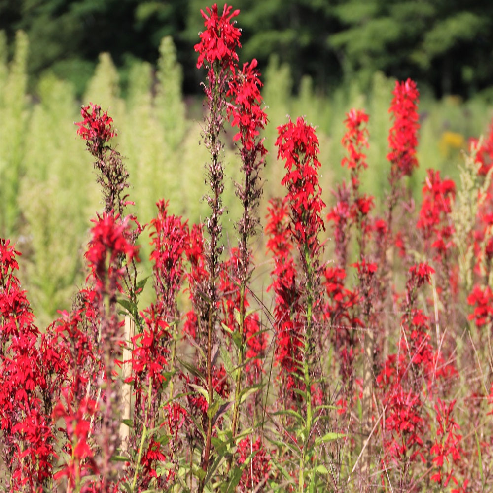 Cardinal flower in nursery fields