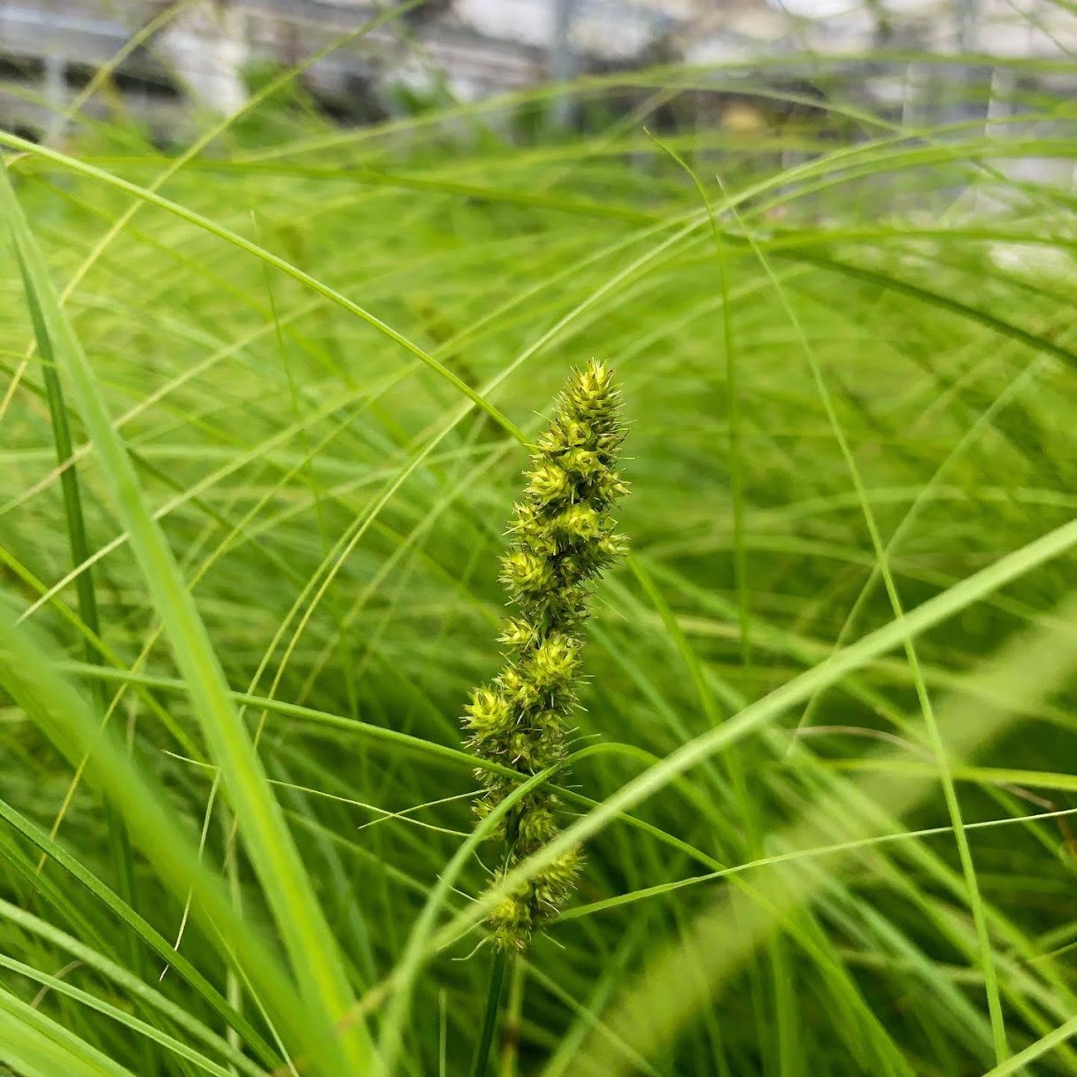 
                  
                    Fox Sedge - Carex vulpinoidea
                  
                