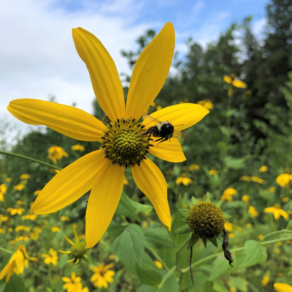 Greenheaded Coneflower;Cut-Leaved Coneflower - Rudbeckia laciniata
