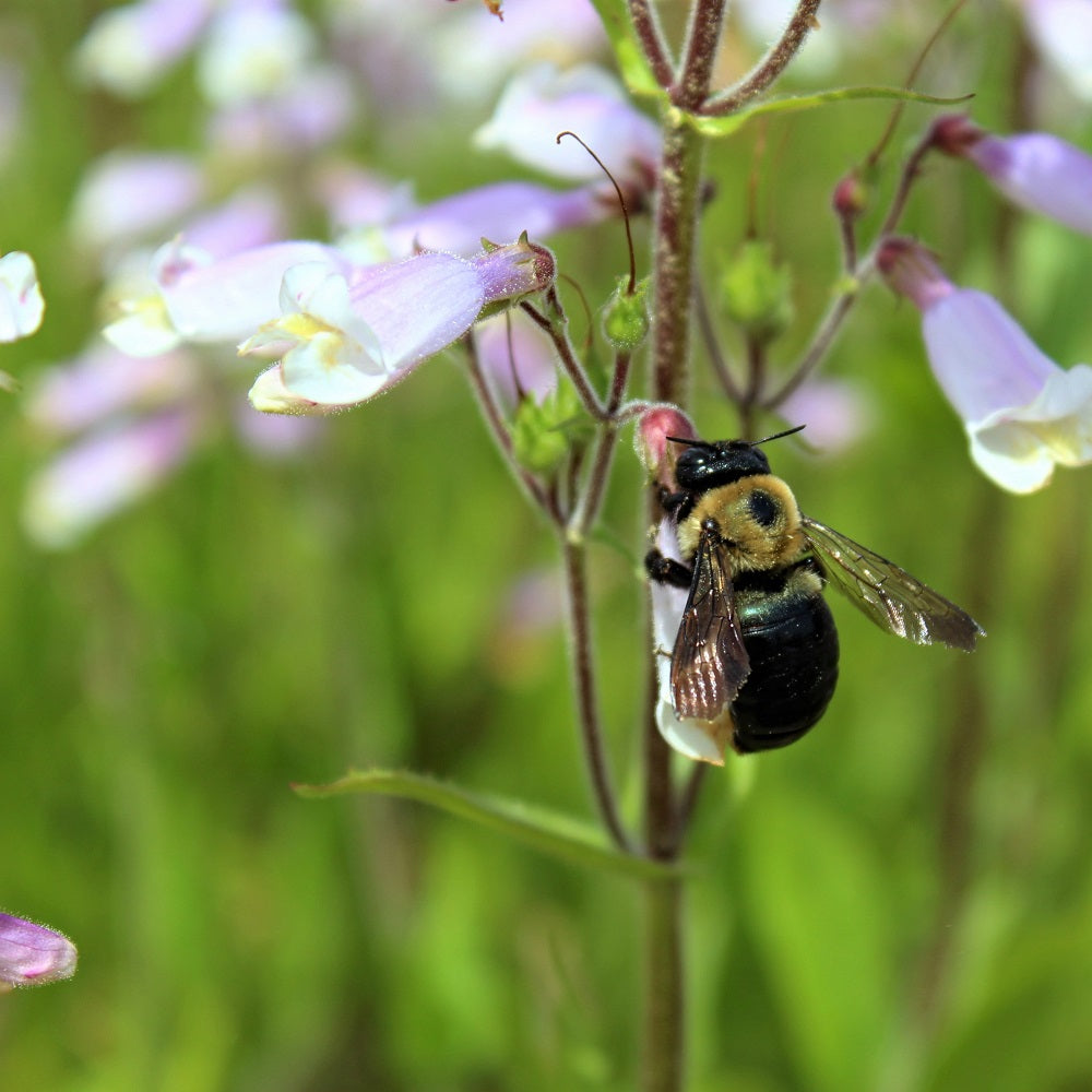 
                  
                    Hairy Beard-Tongue - Penstemon hirsutus
                  
                