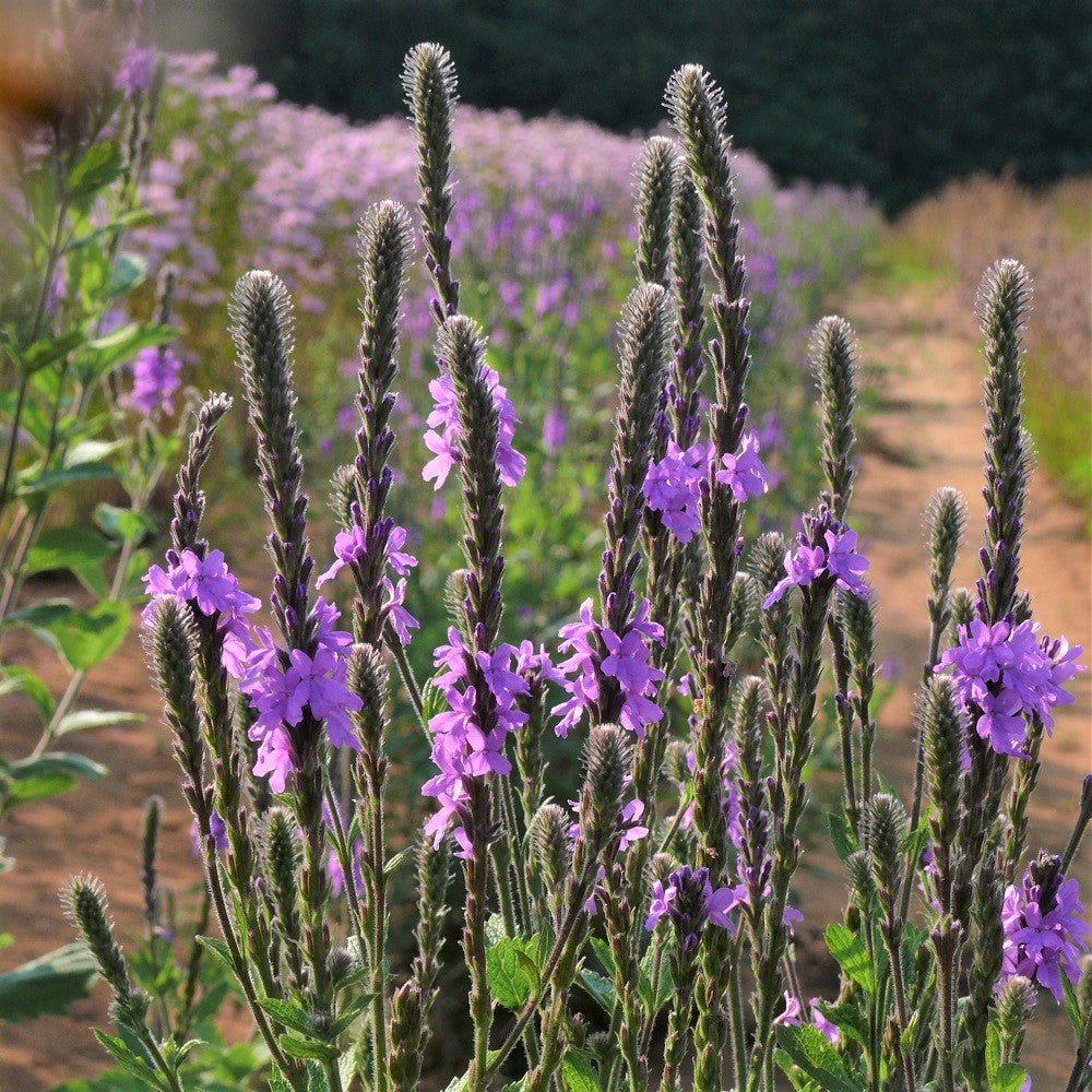 Hoary Vervain - Ontario native plants in St Williams Nursery fields