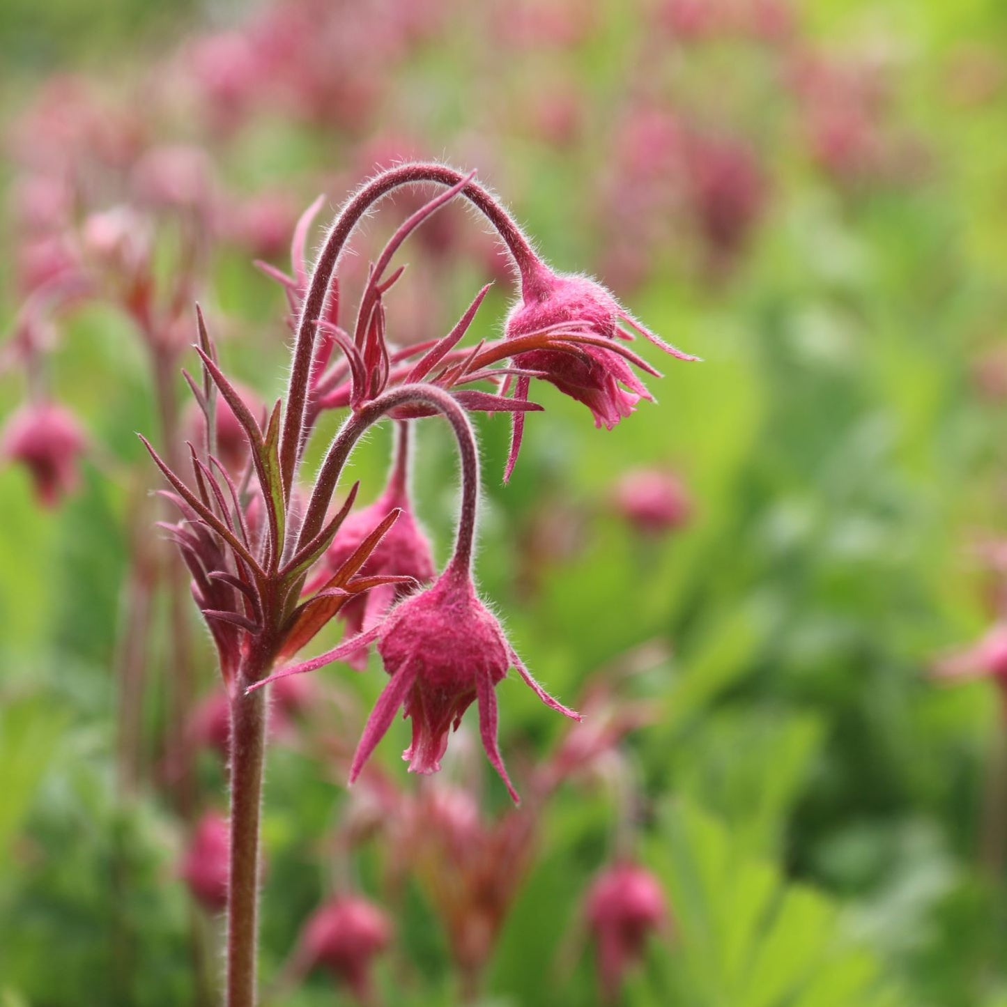Closeup prairie smoke