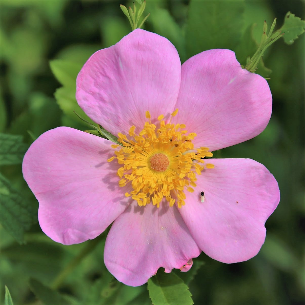 Swamp rose closeup