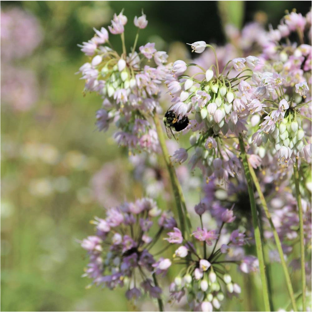 
                  
                    Bee visiting Nodding wild onion flowers
                  
                