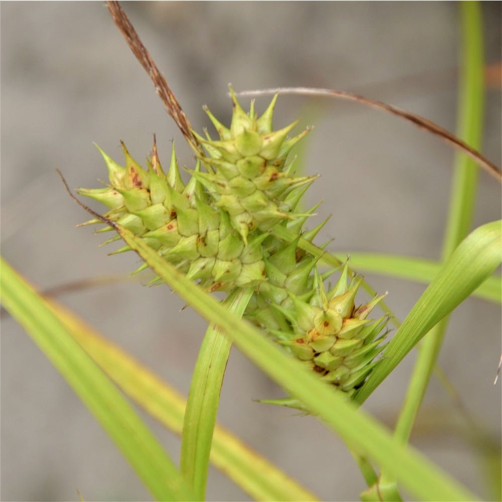 Porcupine Sedge - Carex hystericina