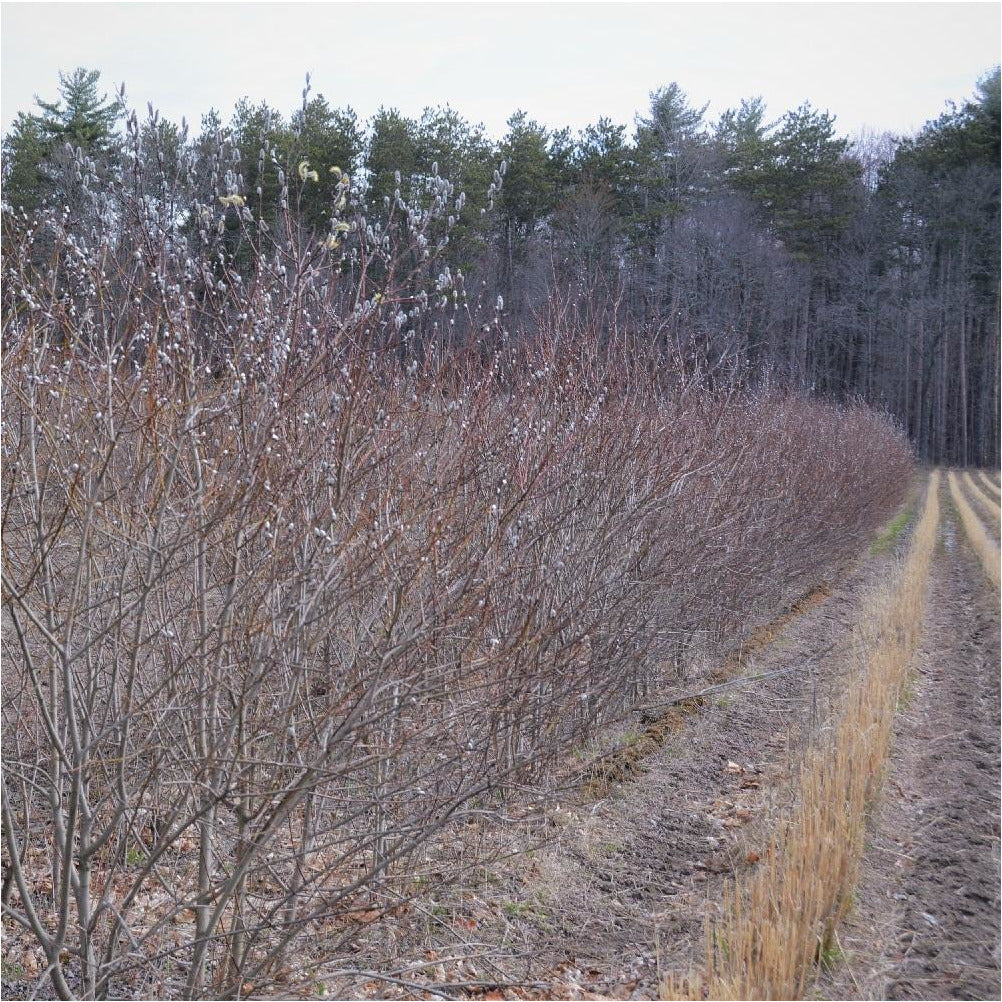 Field rows with large bare root pussy willow native plants