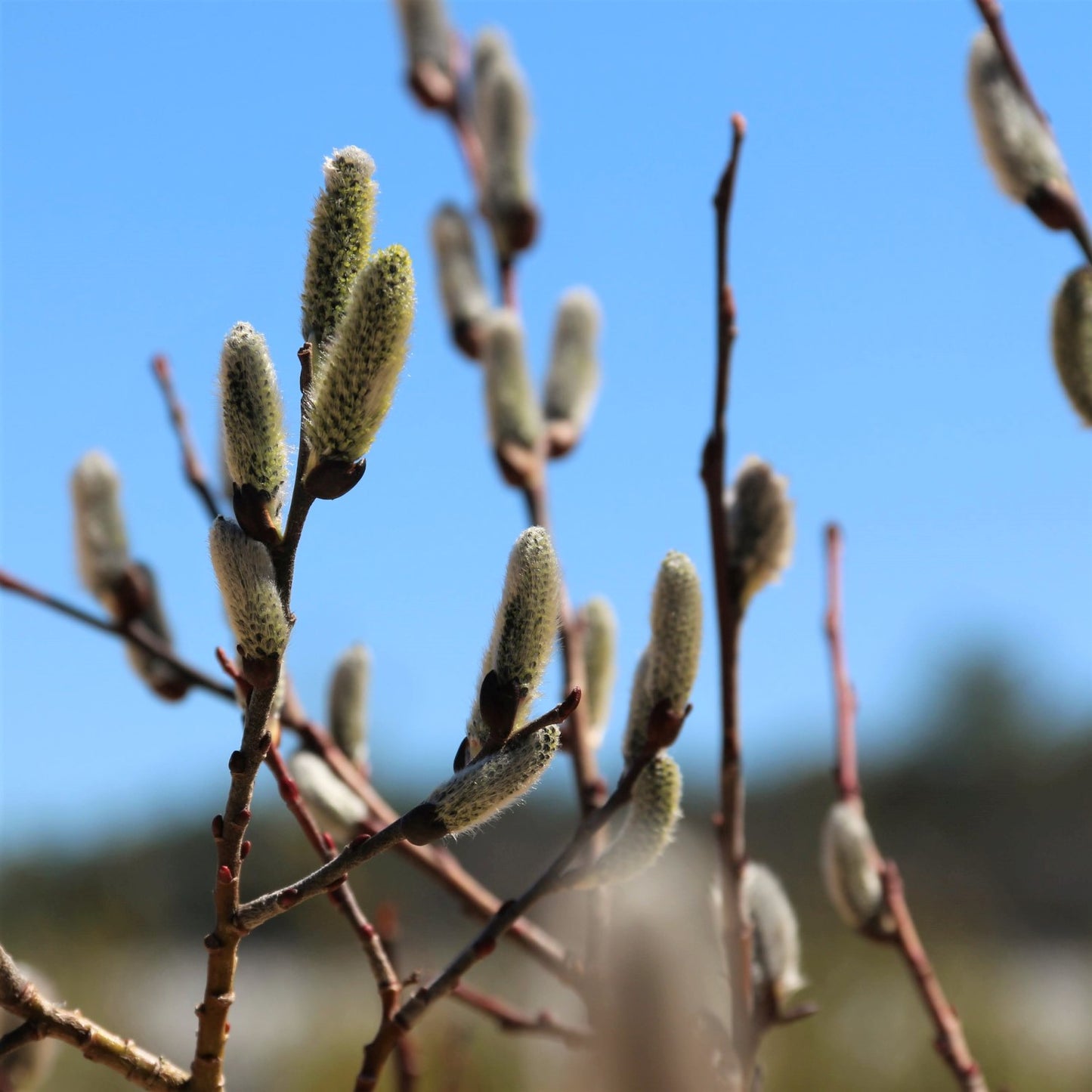 Closeup in pots pussy willow native shrubs