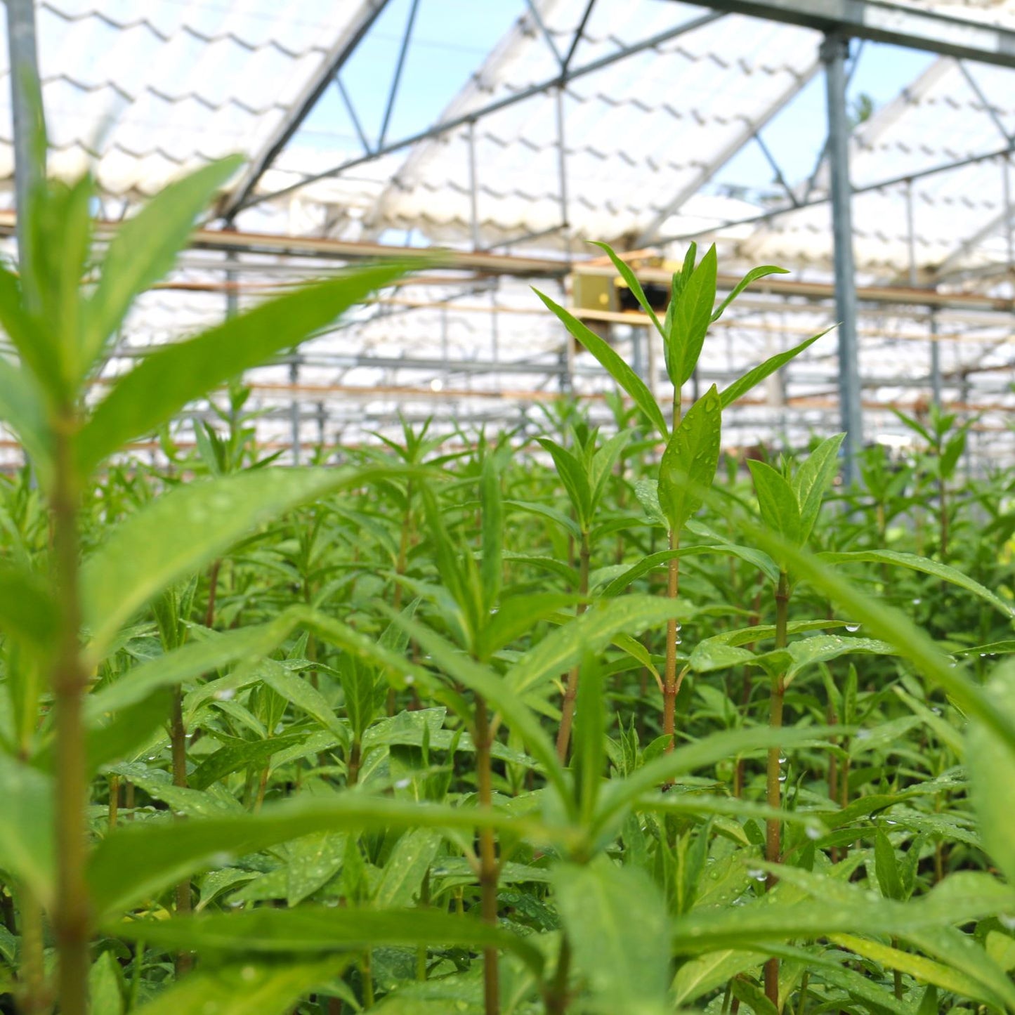 4in pots in greenhouse