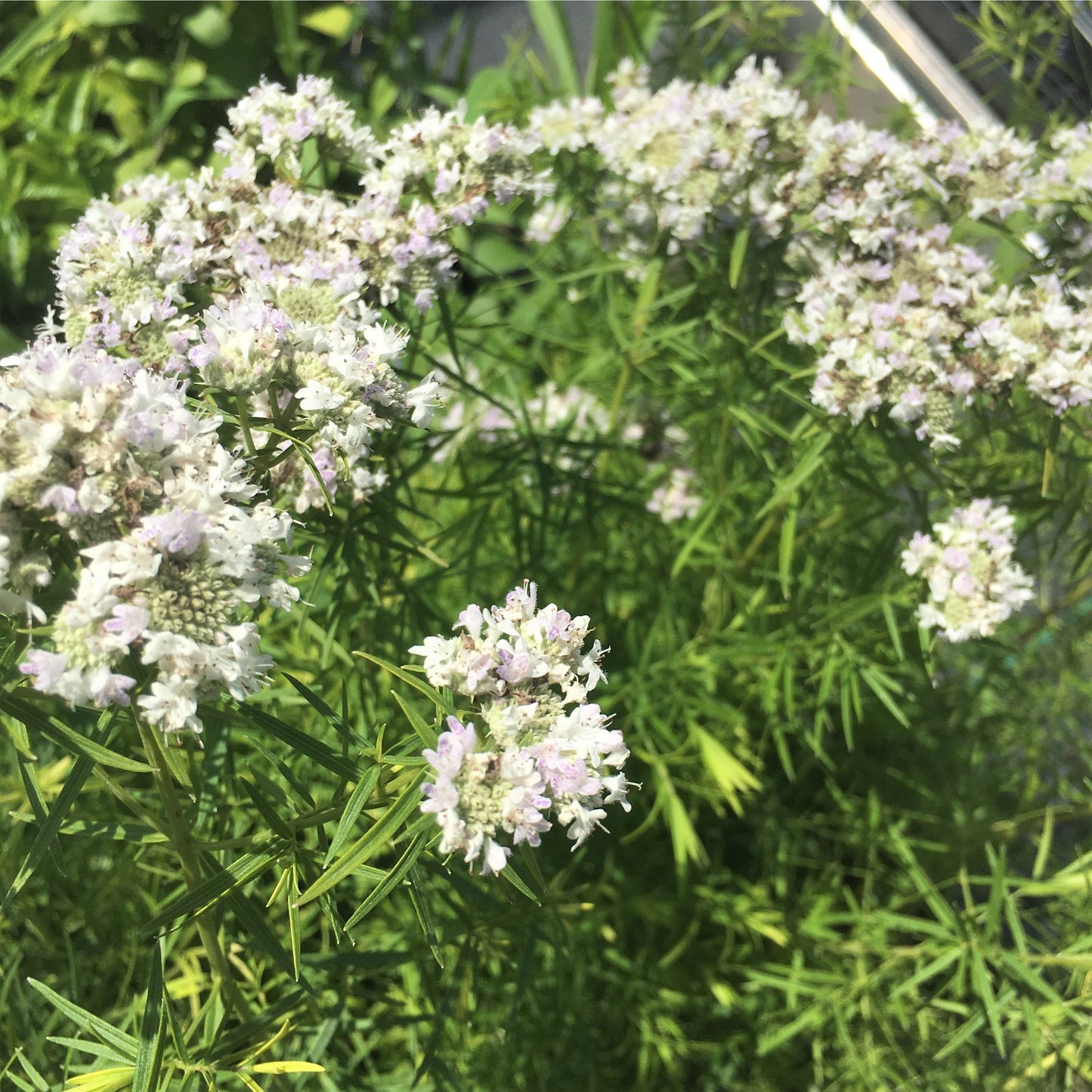 
                  
                    Slender Mountain Mint - Pycnanthemum tenuifolium
                  
                