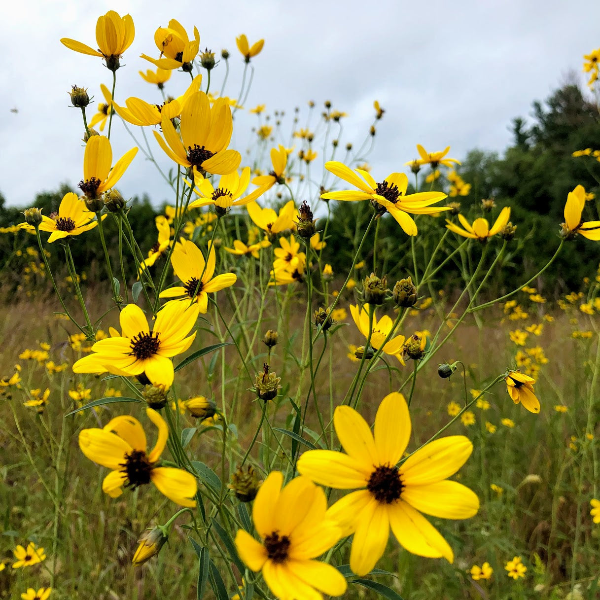 Tall Coreopsis - Coreopsis tripteris wildflowers