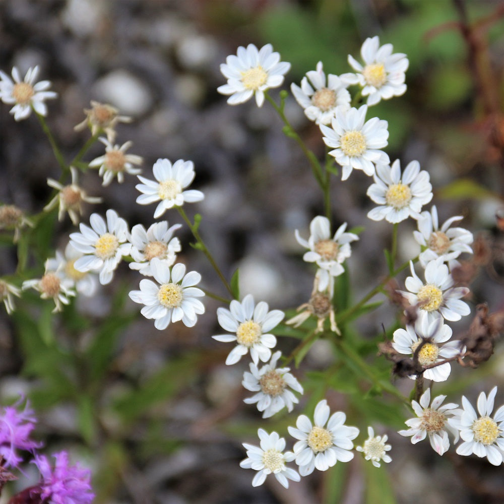 
                  
                    Upland White Aster;Upland White Goldenrod - Solidago ptarmicoides
                  
                