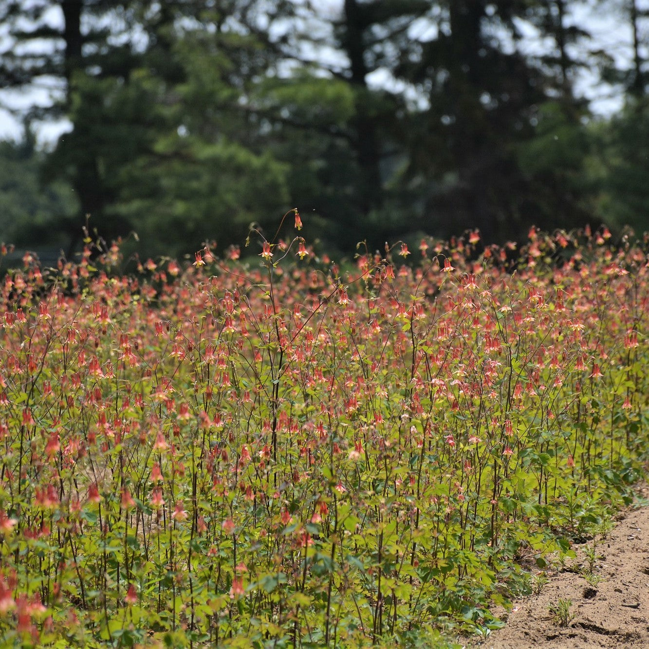 Field of columbine wildflowers